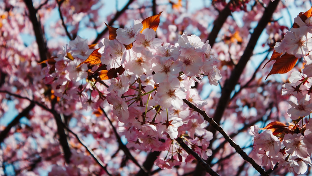 Understanding the Timing: When to Book Your Flight