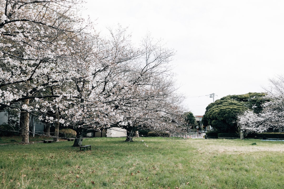 The Best Cherry Blossom Spots for Photographers in Tokyo