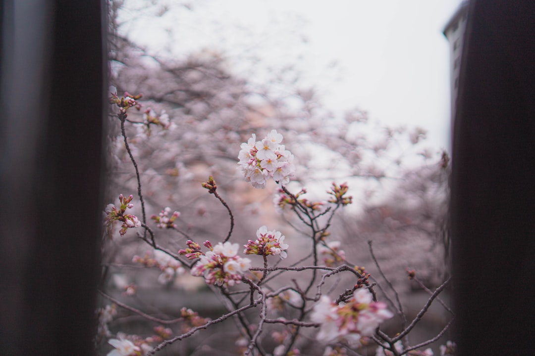 Practical Gear and Settings Notes for Tokyo Sakura Season
