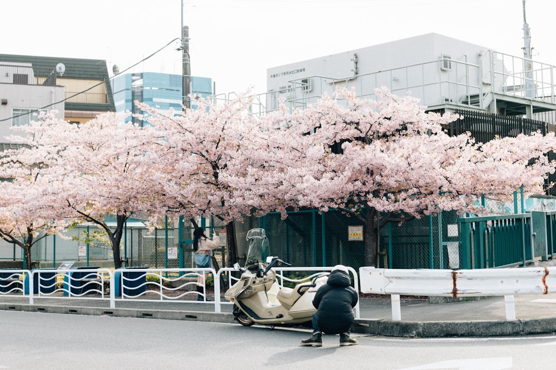The Cherry Blossom Season Shooting Guide