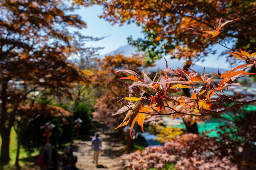 Hiking Above Odawara: The Trails Nobody Talks About