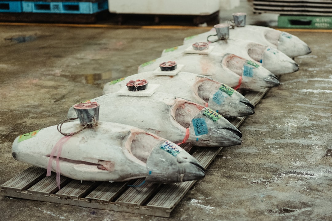 Is the Tsukiji Tuna Auction Worth It for Photographers?