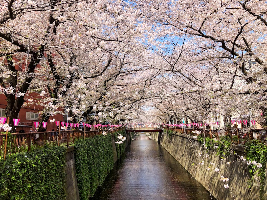 The Philosophy of the Uncrowded Hanami