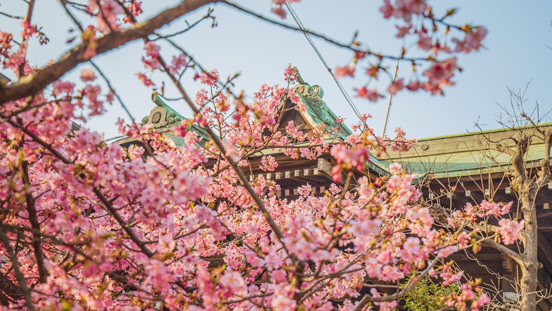 Practical Photography Tips Specific to Cherry Blossom Season